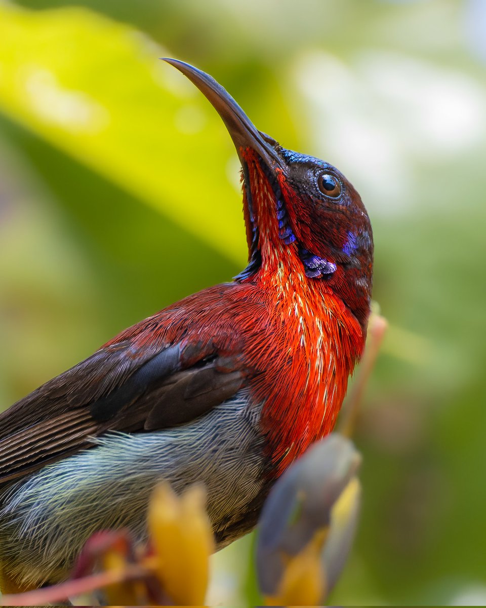 Red is to fall in love with. Last submission for the wonderful and colourful series #VIBGYORinNature theme by #indiAves #vigorssunbird #birding #birdwatching #birdphotography #BirdsOfTwitter #natgeoindia #earthcapture #BBCWildlifePOTD