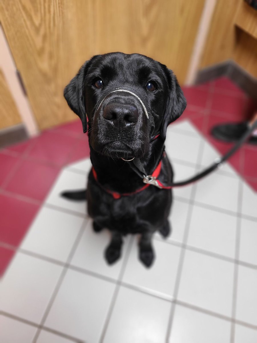 Hi — Tau here. I am still crushing service dog 🐕‍🦺 training with <a href="/puppyjakefdn/">Puppy Jake Foundation</a>