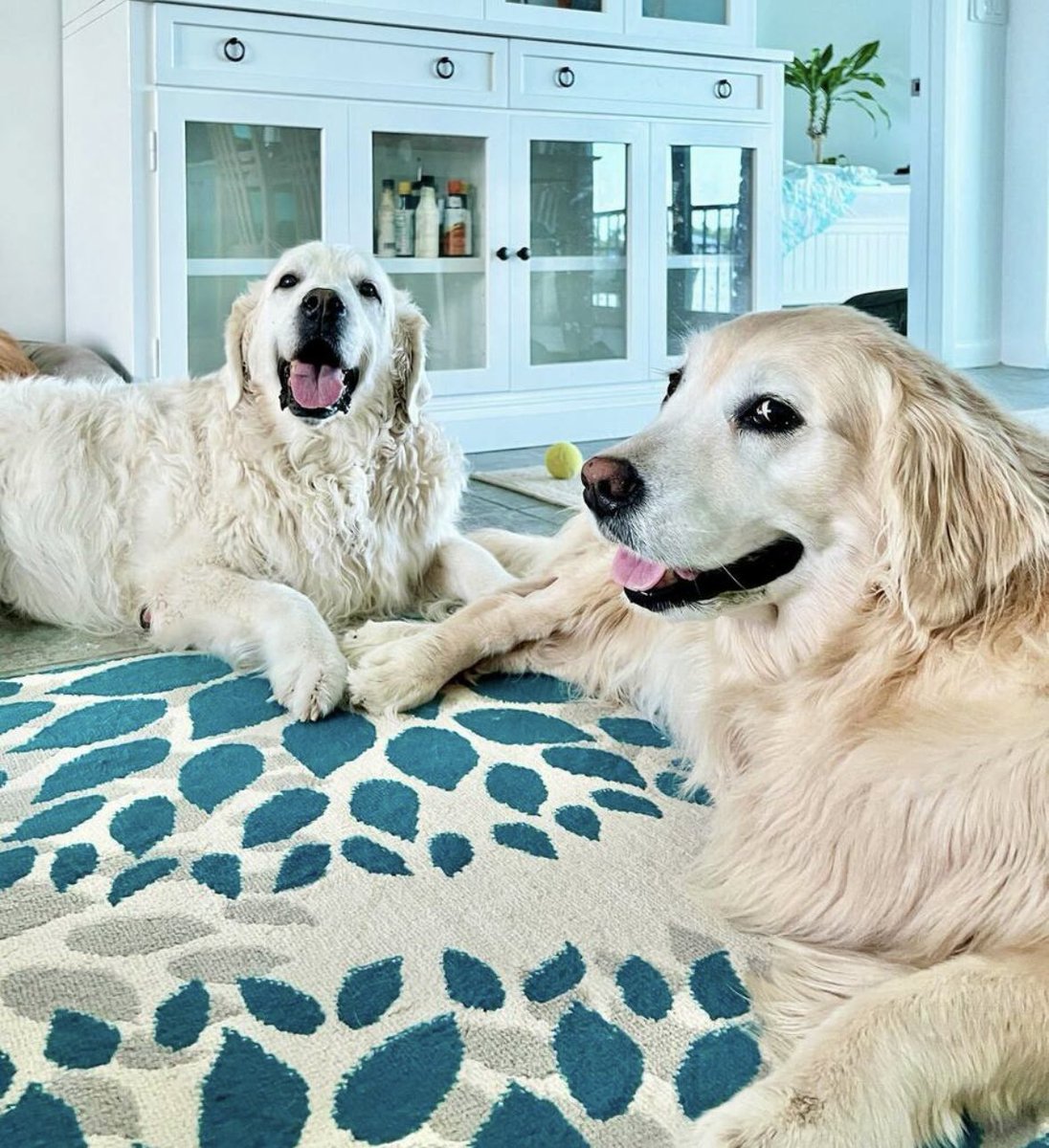 Happy Birthday, big brother Chief Brody. Enjoy an extra waffle for me.  👑💛