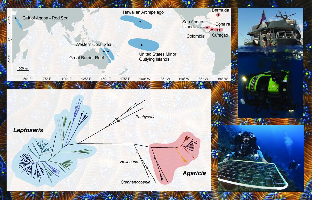 📢 Check out our new paper in @BMCBiology: 'Global phylogenomic assessment of Leptoseris and Agaricia reveals substantial undescribed diversity at mesophotic depths'🌍🪸🧬my 1st 1st author paper, where we used RAD sequencing to explore these dominant mesophotic coral genera (1/3)