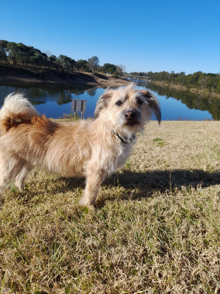 No way am I going swimming . It's winter and cold. How about you go in and I watch? #Windsor #NSW #winter #dogdayout