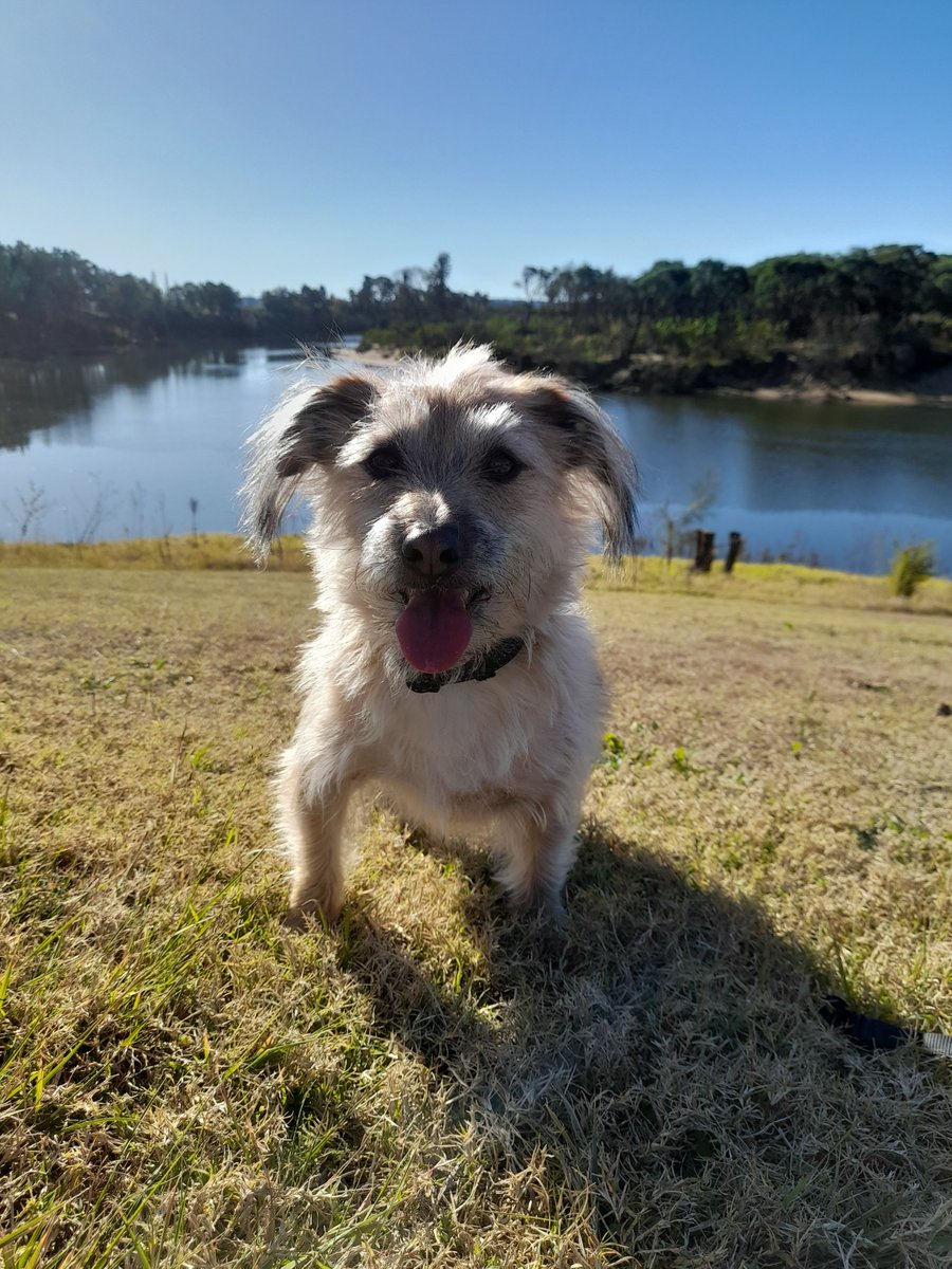 If you're not a mind reader, this stare will tell you I'm ready for my lunch. #greatriverwalk #hawkesbury #windsor #dogsontwitter