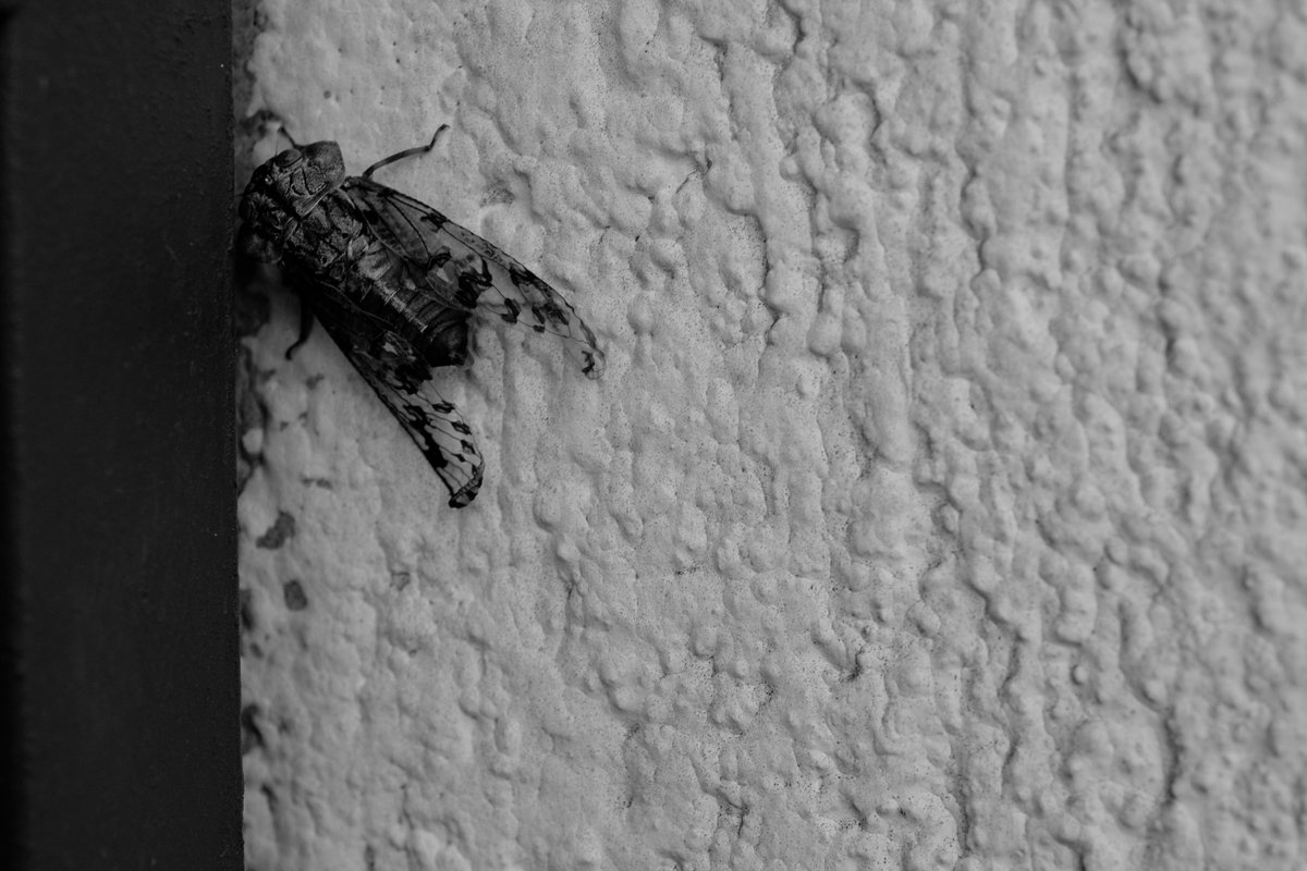 Ojo_de_Piedra's tweet image. This is no terror ground...
#photography #photodiary #visualjournal #fujifilmmx #fujifilm_xseries