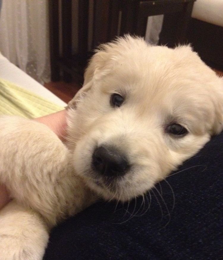 dogonboo's tweet image. เมื่อคืนลืมหอมแจ้มข้างซ้าย