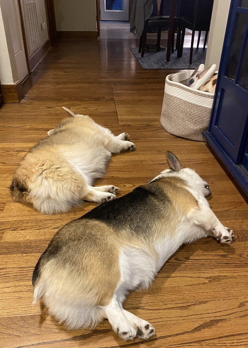 thescrotch's tweet image. Good evening