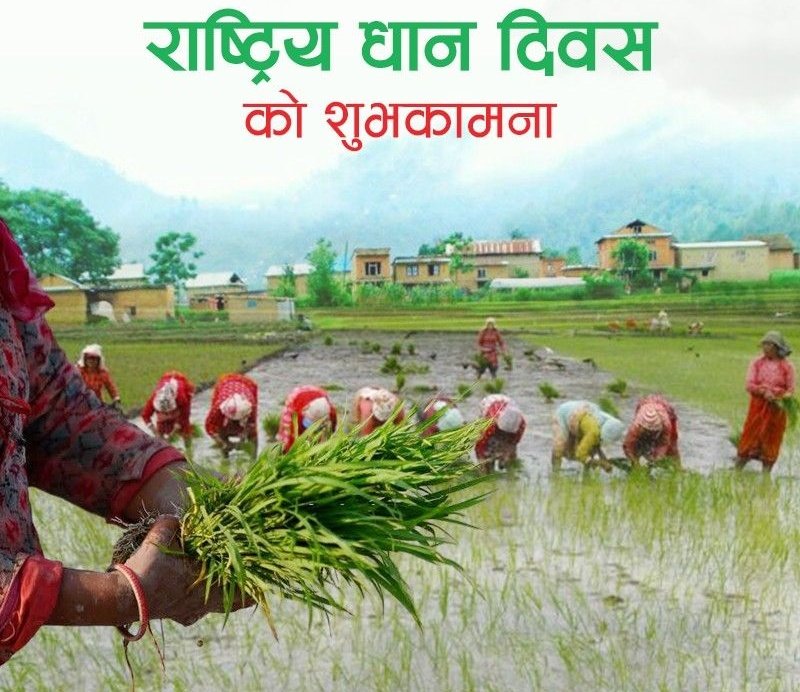 राष्ट्रिय धान दिवस तथा दहिचिउरा खाने दिनको सम्पुर्णमा शुभकामना ❤️