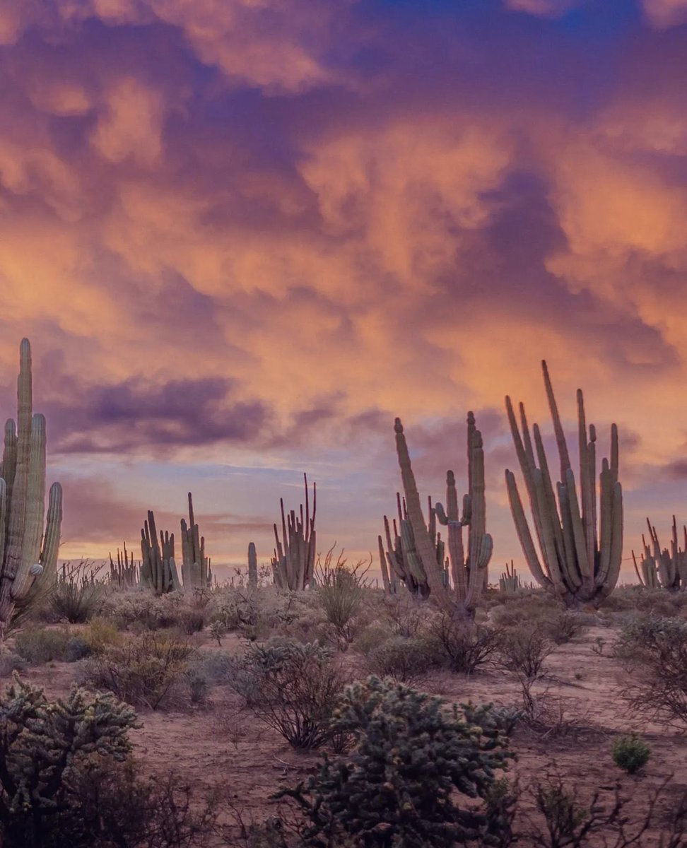 VisitSonora's tweet photo. Paisajes sonorenses que enamoran 🫶🏼 🌵
📸 @The25Frame
#MeVoyPaSonora #Sonora #Cactaceas #Cardones #Sahuaros #VisitSonora #Desierto #MarDeCortes # https://t.co/zC3KlwK9yW