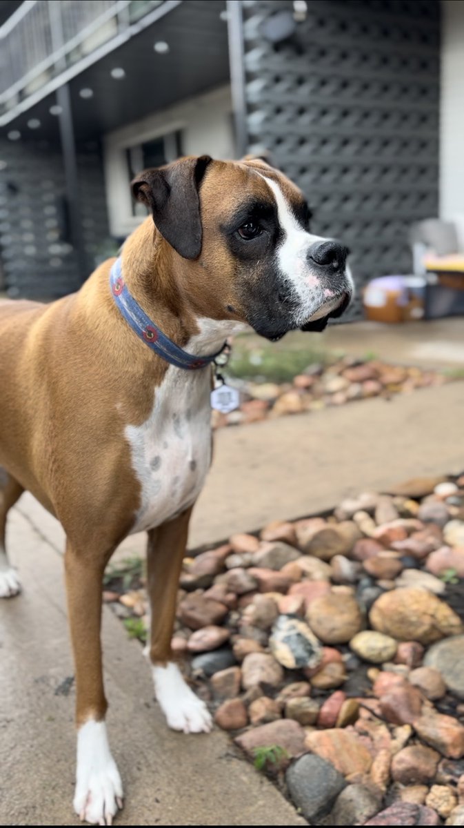 🐶❤️Handsome Finley❤️🐶