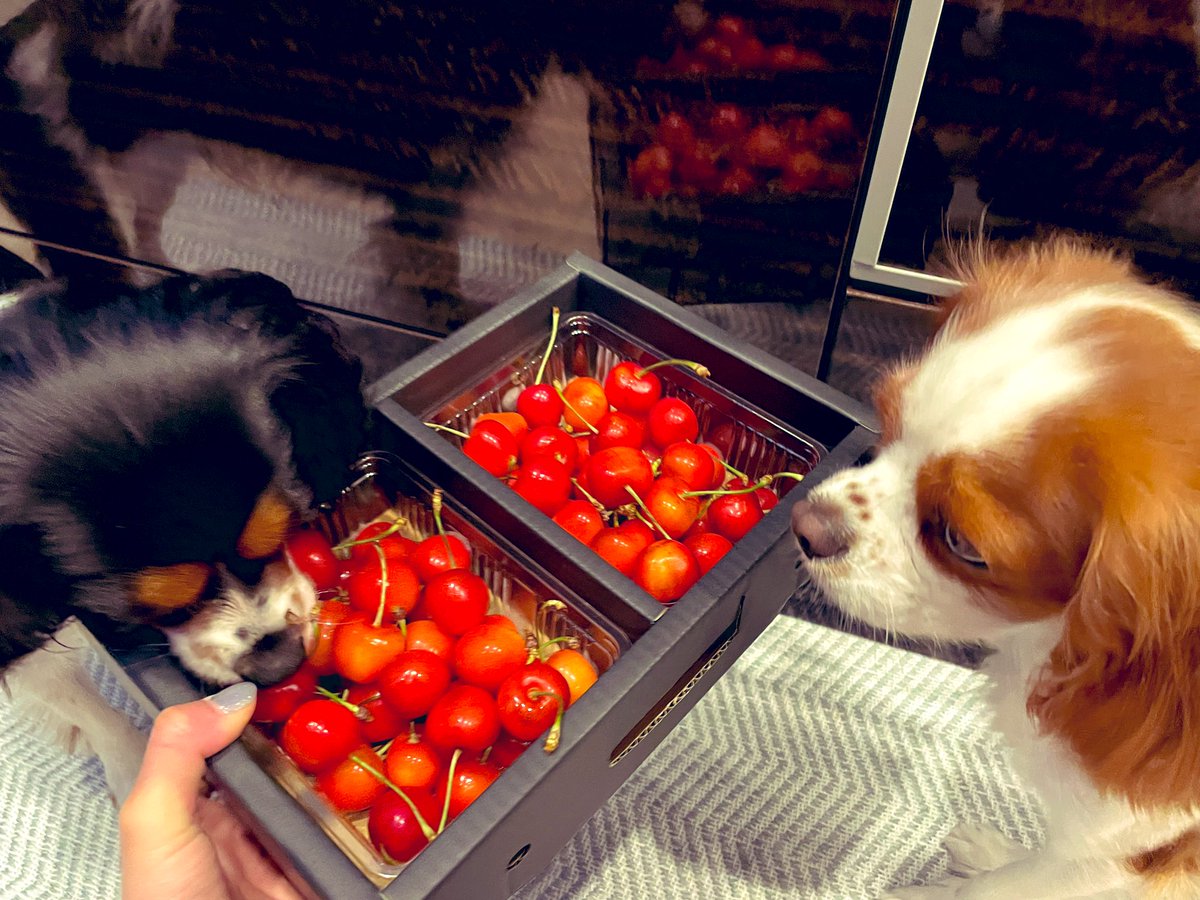 引退品　赤VS 正規品ほぼフルカーボン 今年も美味しい山形のさくらんぼが事務所に届きました🙏🍒引退して7年