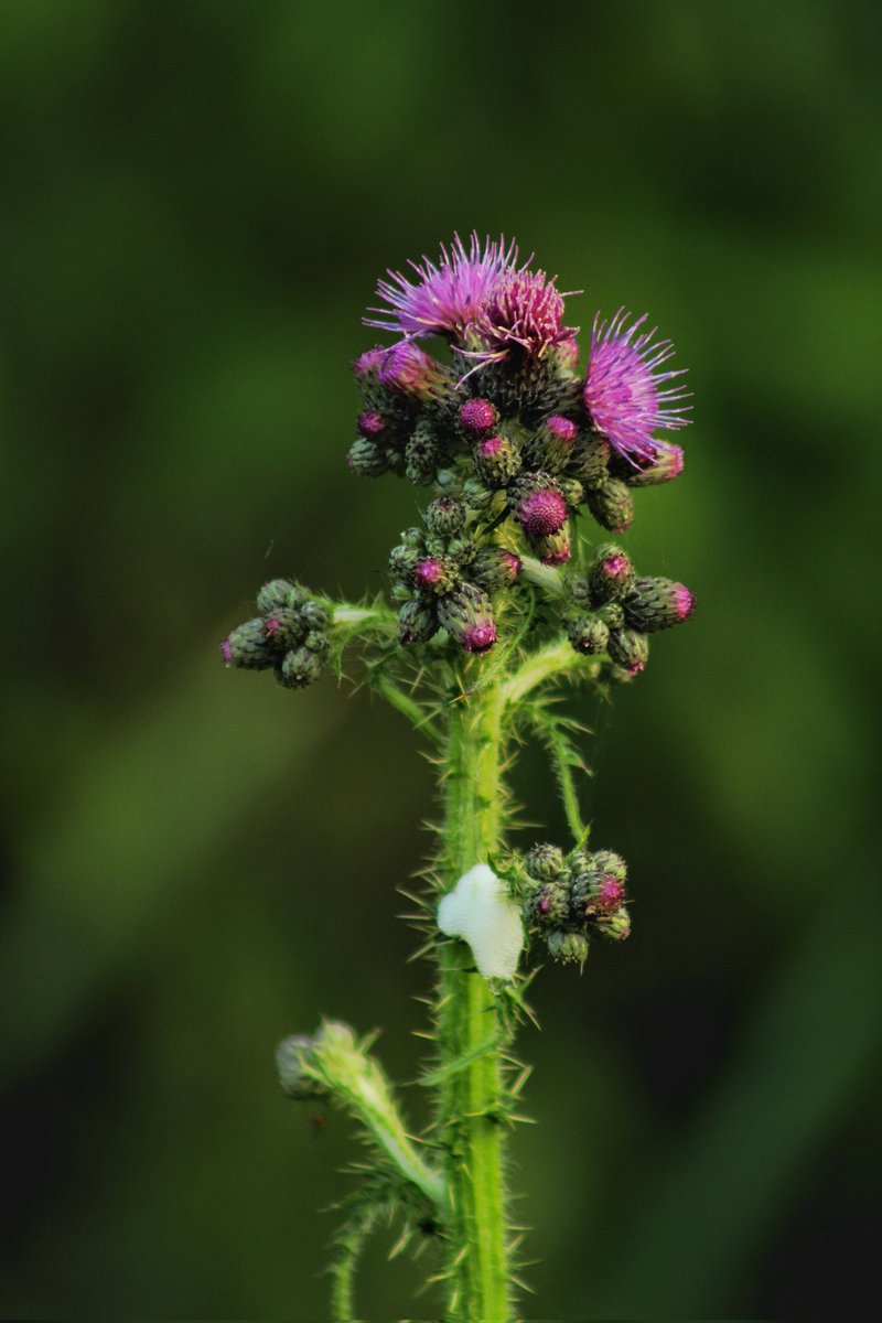 180/365*
Cirsium palustre / Marsh Thistle 

I'm not an expert, so if I ever ID anything incorrectly, please let me know.

#aywmc #project365 #wildflowerphotography #wildflower #marshthistle #ipulledoverforthis #naturephotography #naturephotographer #michiganphotographer