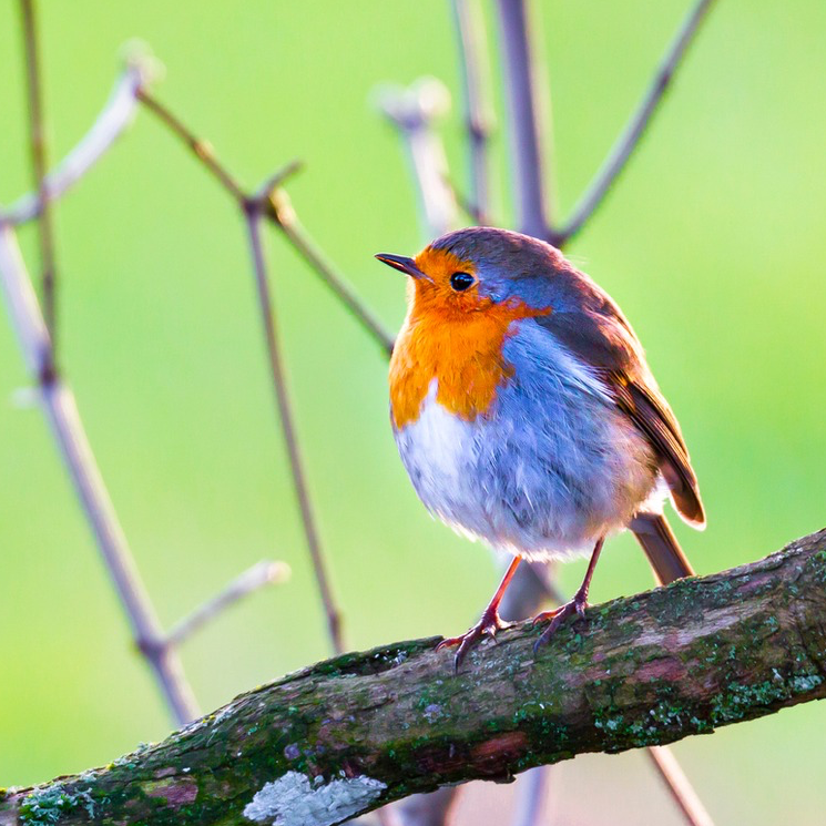 Picture Bird tweet media