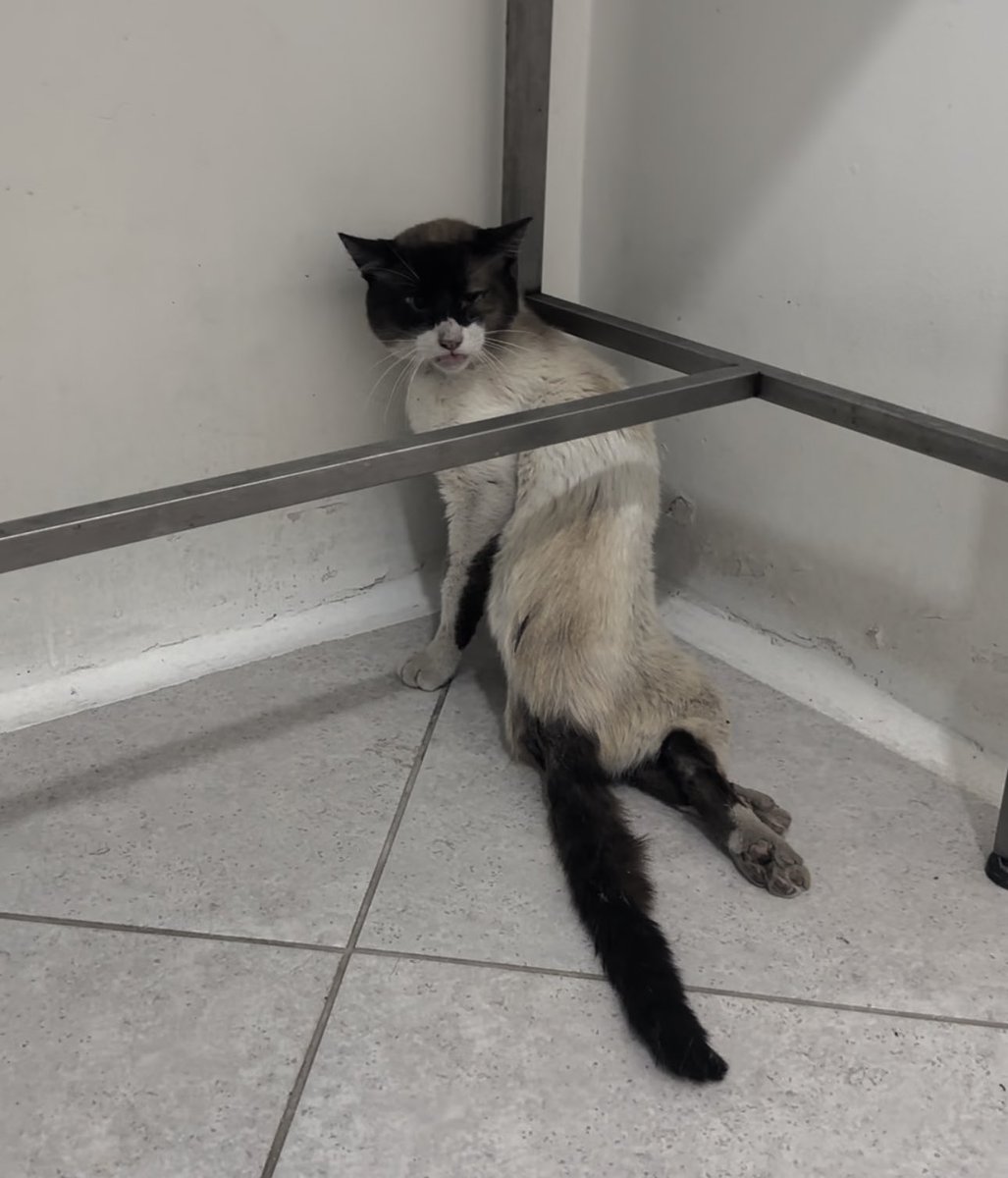 AsociacionMi's tweet photo. El gatito que rescatamos hace unos días discapacitado está muy malito 🥺 ha convulsionado muy fuerte, el no tiene fracturas, pero si un daño neurológico grave, luchamos por él muchísimo, hicimos todo lo humanamente posible, vamos a dejarlo descansar, es recomendación del veterinario y nosotros aceptamos porque nos parte el corazón que sufra y no se le pueda ayudar, perdón gatito 🥺🥺(fotografía del día del rescate, no vamos a mostrar de hoy) 💔💔💔💔