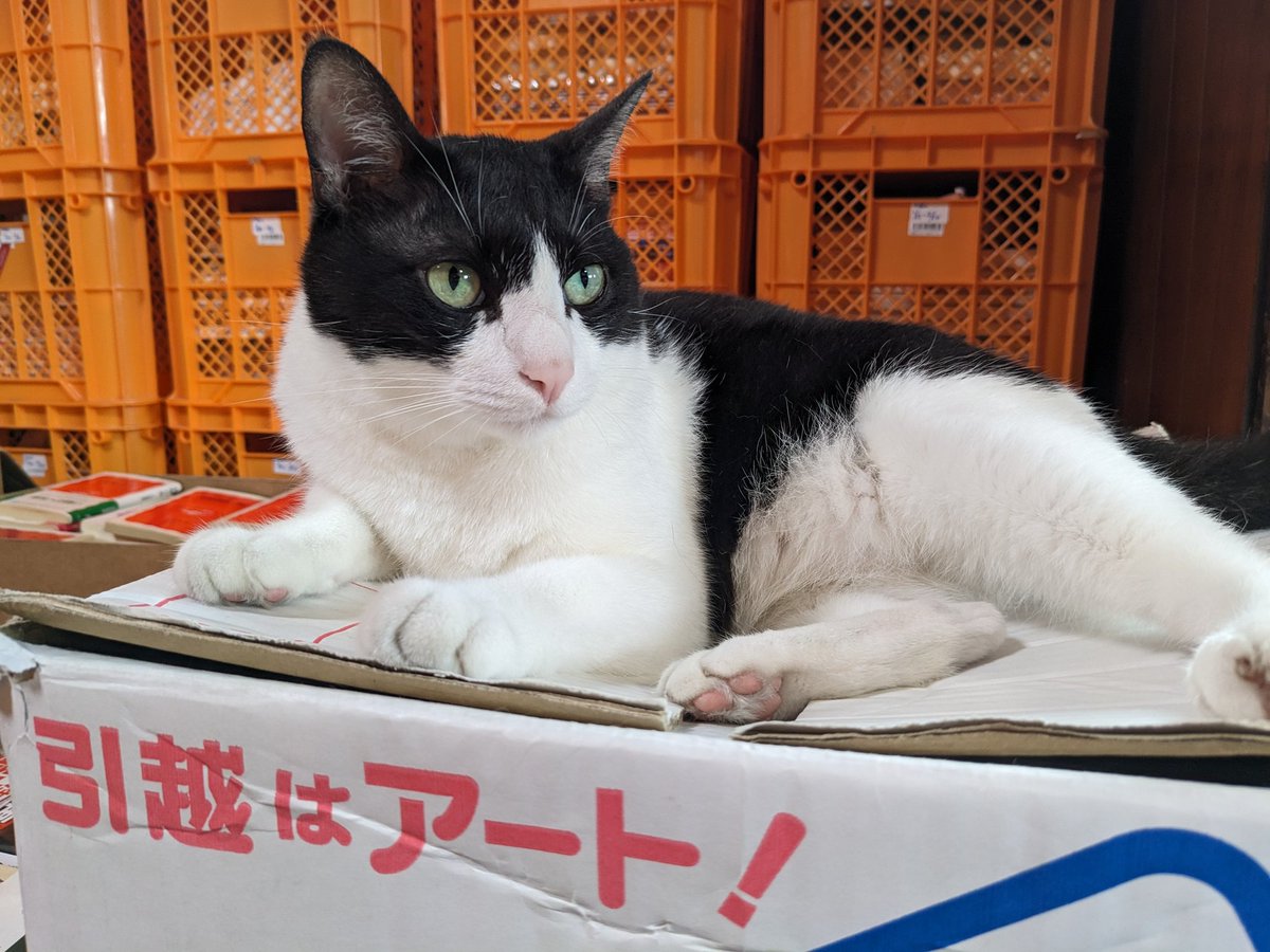 引越ねこレオちゃんw