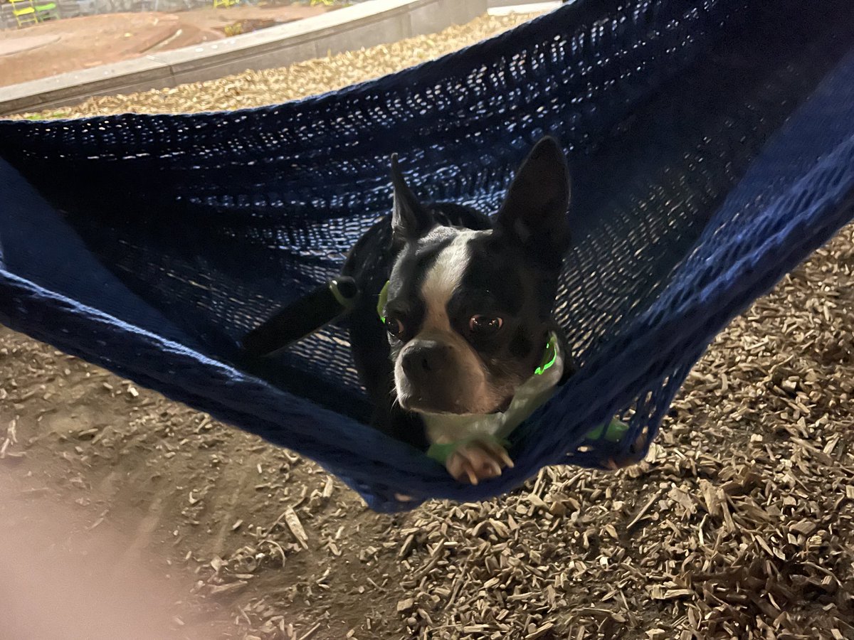 Just your average dog in a Philly hammock at night.