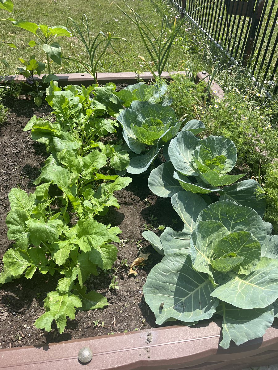 bennett_mca's tweet photo. We harvested greens, turnips, herbs, and strawberries today! #schoolgardens #community https://t.co/XAFeCOklH1