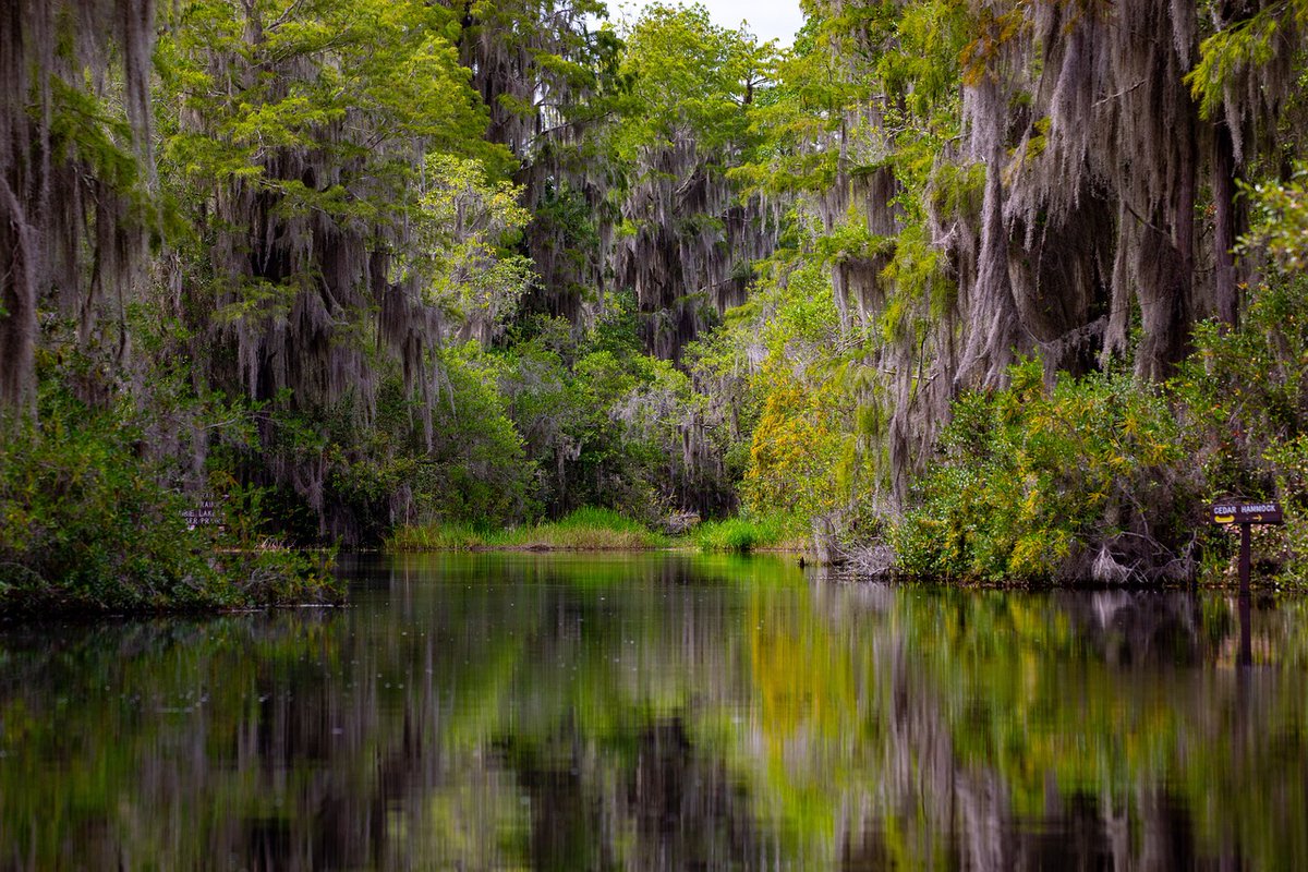 Carter introduces resolution to name Okefenokee Swamp as UNESCO World Heritage Site buddycarter.house.gov/news/documents…