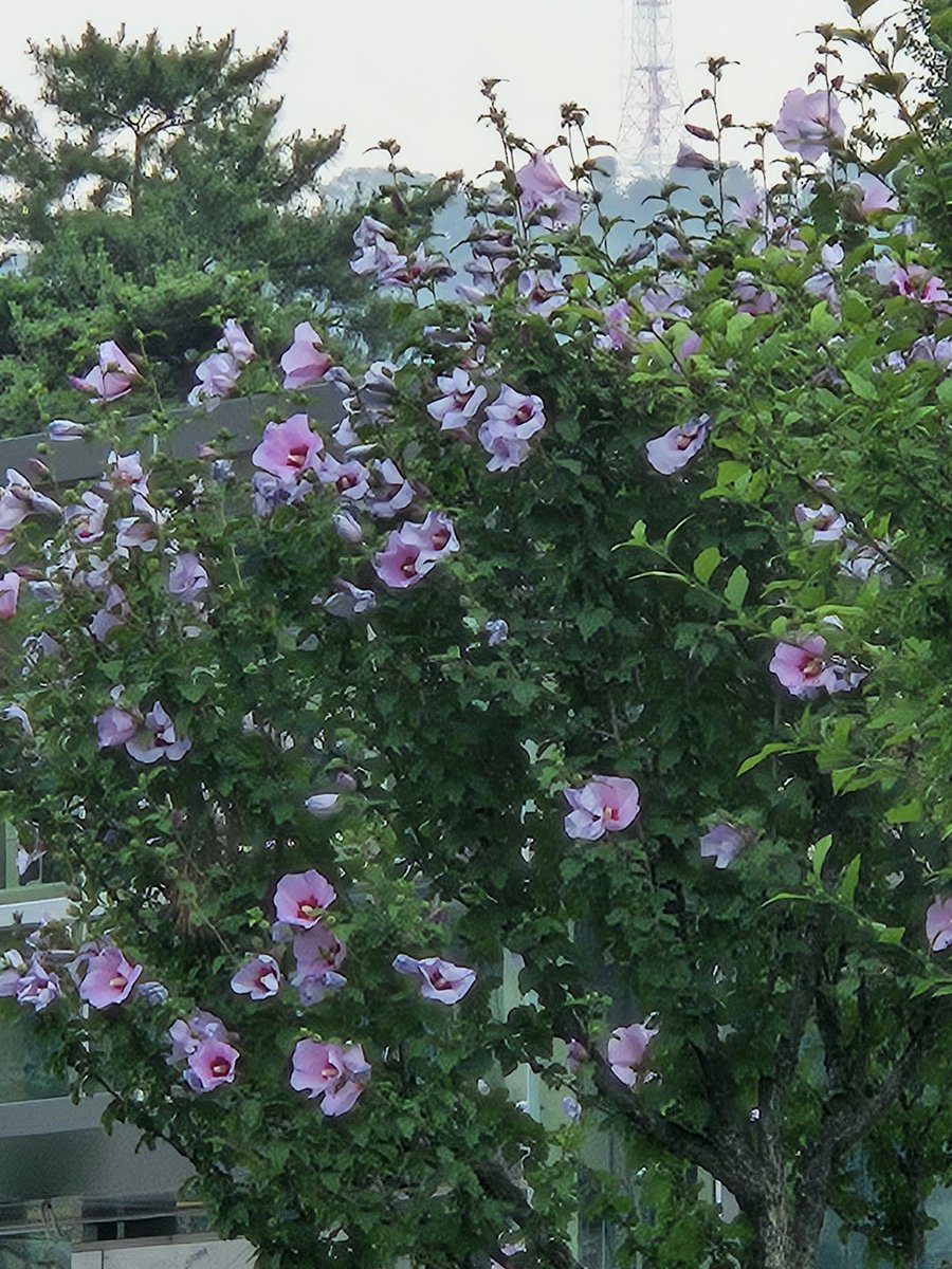 서울 한복판에 피어있는 '무궁화 꽃' 
홀로 서있는데도 아름다운 건 왜일까?^^