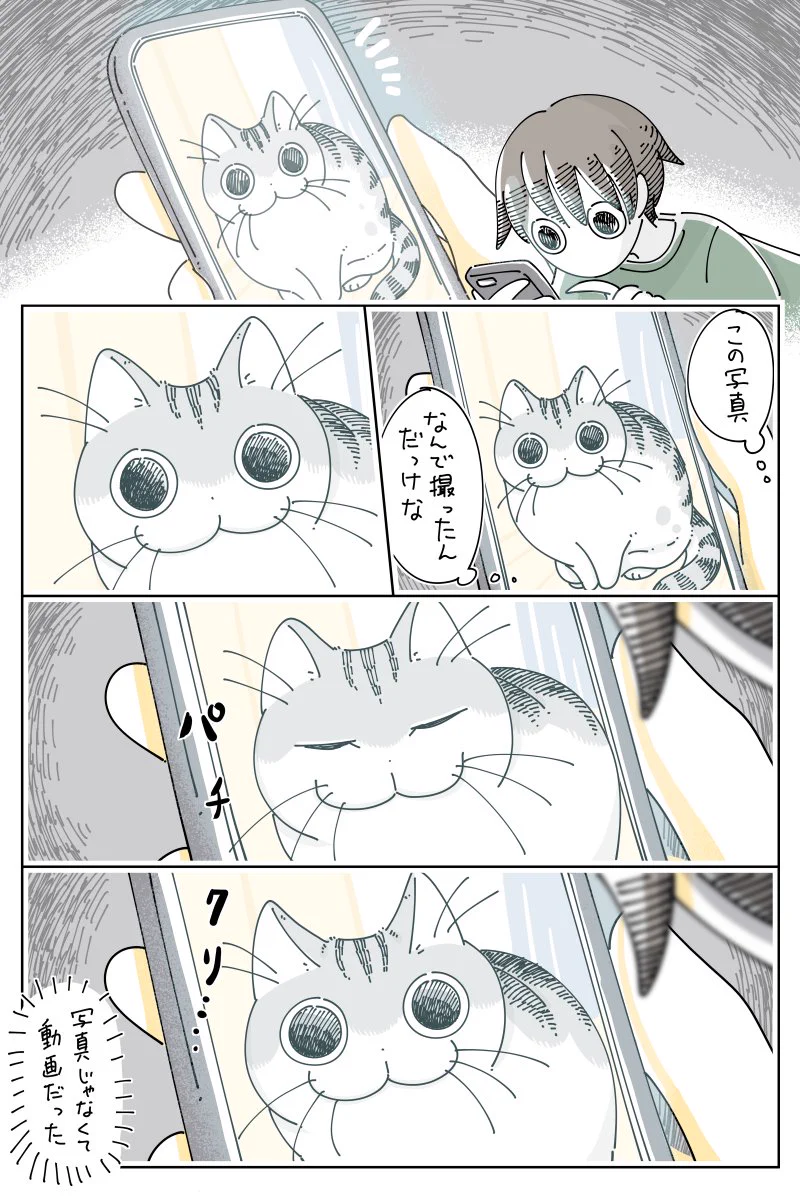 猫を飼っている人は読めば思わず共感しちゃうかも？何を撮りたかったのか分からない動画のお話！