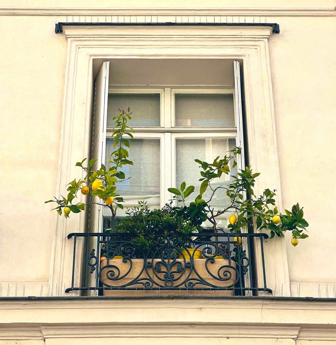 If tonight’s words can’t be made into a frosty summer beverage, at least let them decorate a windowsill in Paris.🍋

#1000wordsofsummer Day 13, 1364