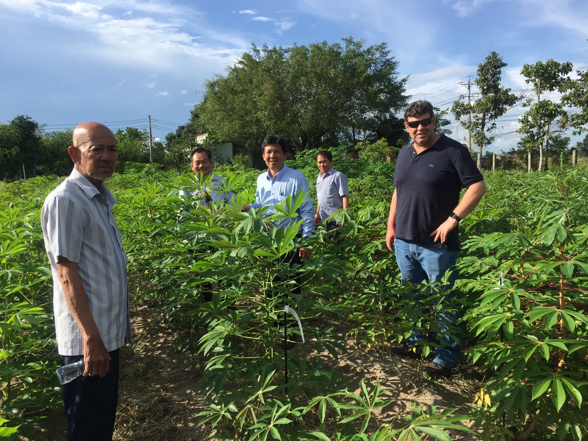 Checking out the F1C1 &amp; PYT trial with some farmers from #TayNinh 🇻🇳 . They quickly identify clones that excite them based on plant architecture &amp; early formation of roots.
<a href="/BiovIntCIAT_eng/">Alliance of Bioversity International and CIAT</a> <a href="/CGIAR/">CGIAR</a> <a href="/ACIARAustralia/">ACIAR</a>