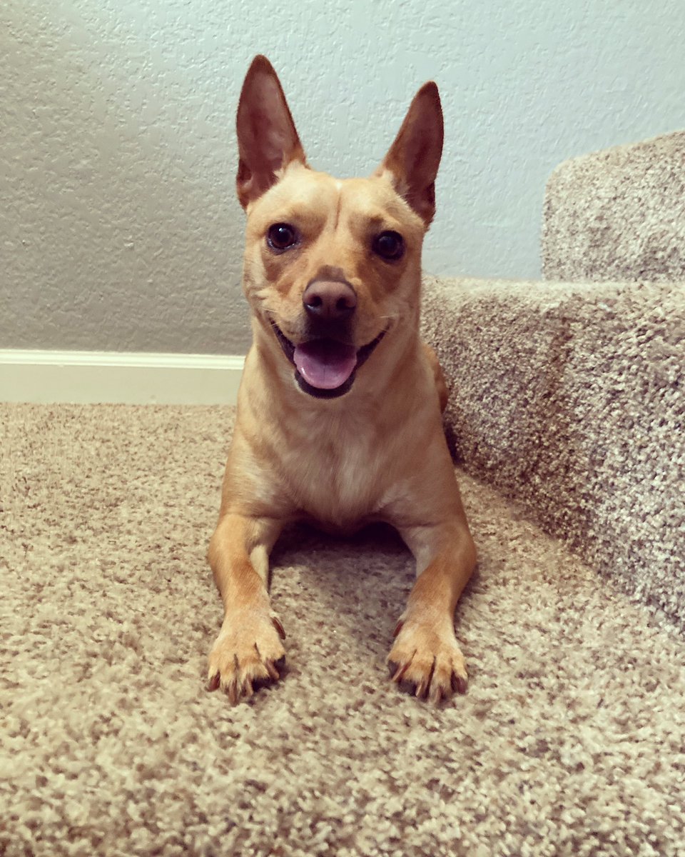 My dog is hella fucking cute 😍