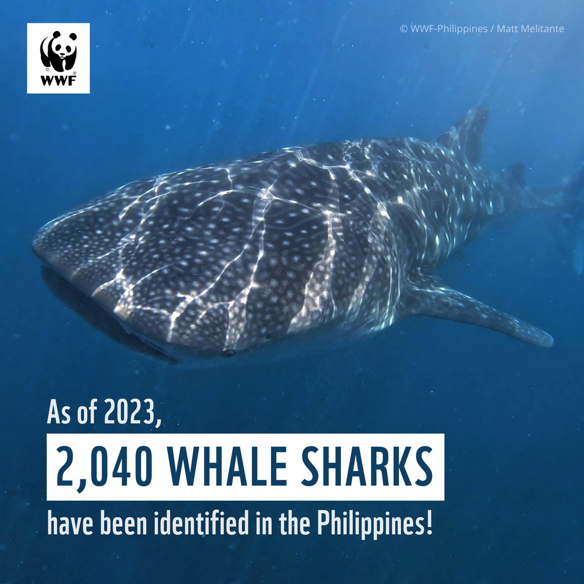 WWF_Philippines's tweet photo. 🥳 #WHALESHARK COUNT!

Our annual whale shark monitoring &amp; identification in Donsol documented 16 new whale shark individuals making our total count 2,040!

We are glad to see that our conservation work makes habitats a safe place for these gentle giants to keep coming back to 💙 https://t.co/Raw7vqJRMx