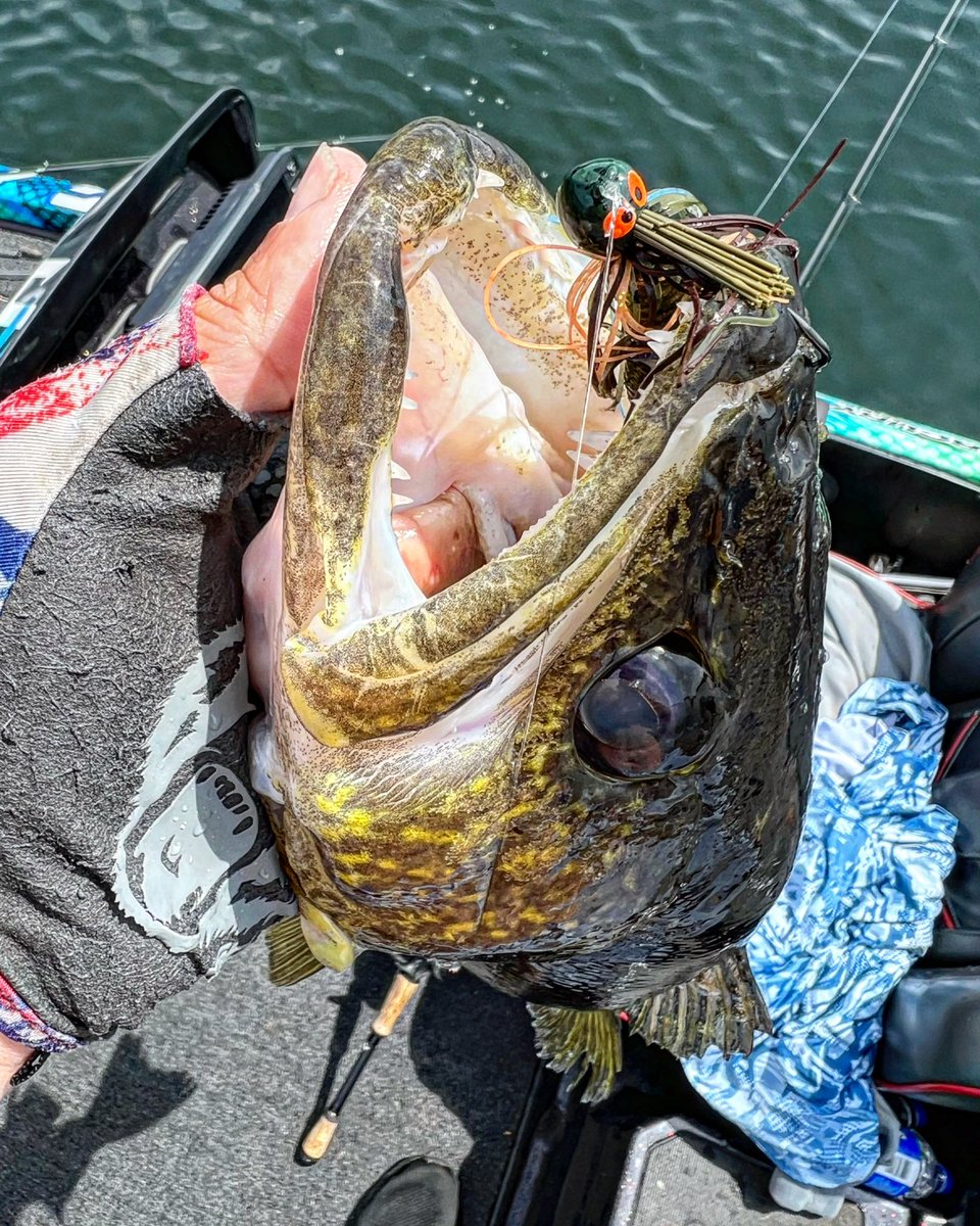 28 inch walleye are very uncommon for the chain of lakes we stay on here in Northern Wisconsin! This toothy critter absolutely smoked the CrosseyeZ Power Finesse Jig! #fishing #walleyefishing #walleye #bigfish #jigfishing #joeyfishing 
<a href="/Zmanfishing/">Zmanfishing</a> 
<a href="/Viciousfishing/">Vicious Fishing</a> 
<a href="/TFORods/">TFO Rods</a>