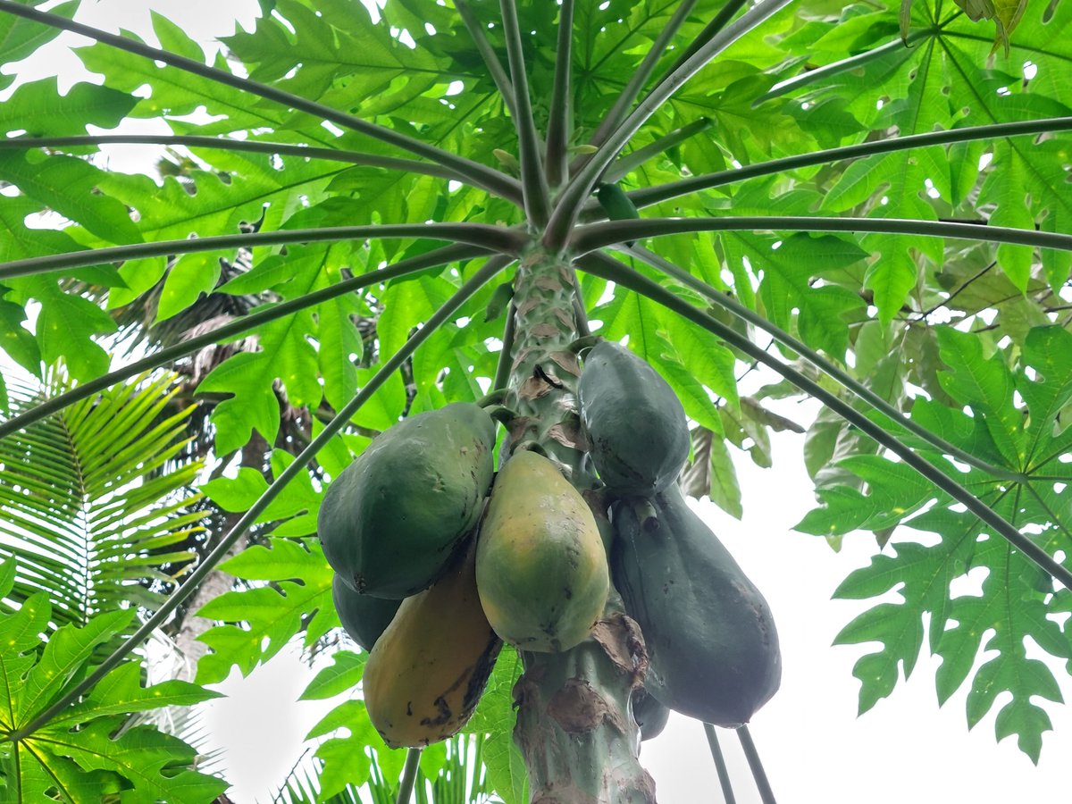 Papaya in garden  #papaya #fruits #tropicalfruits  plantsinindia.com
