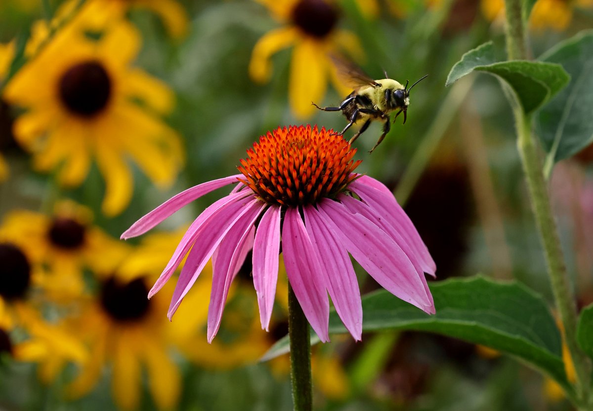 David Carson tweet media