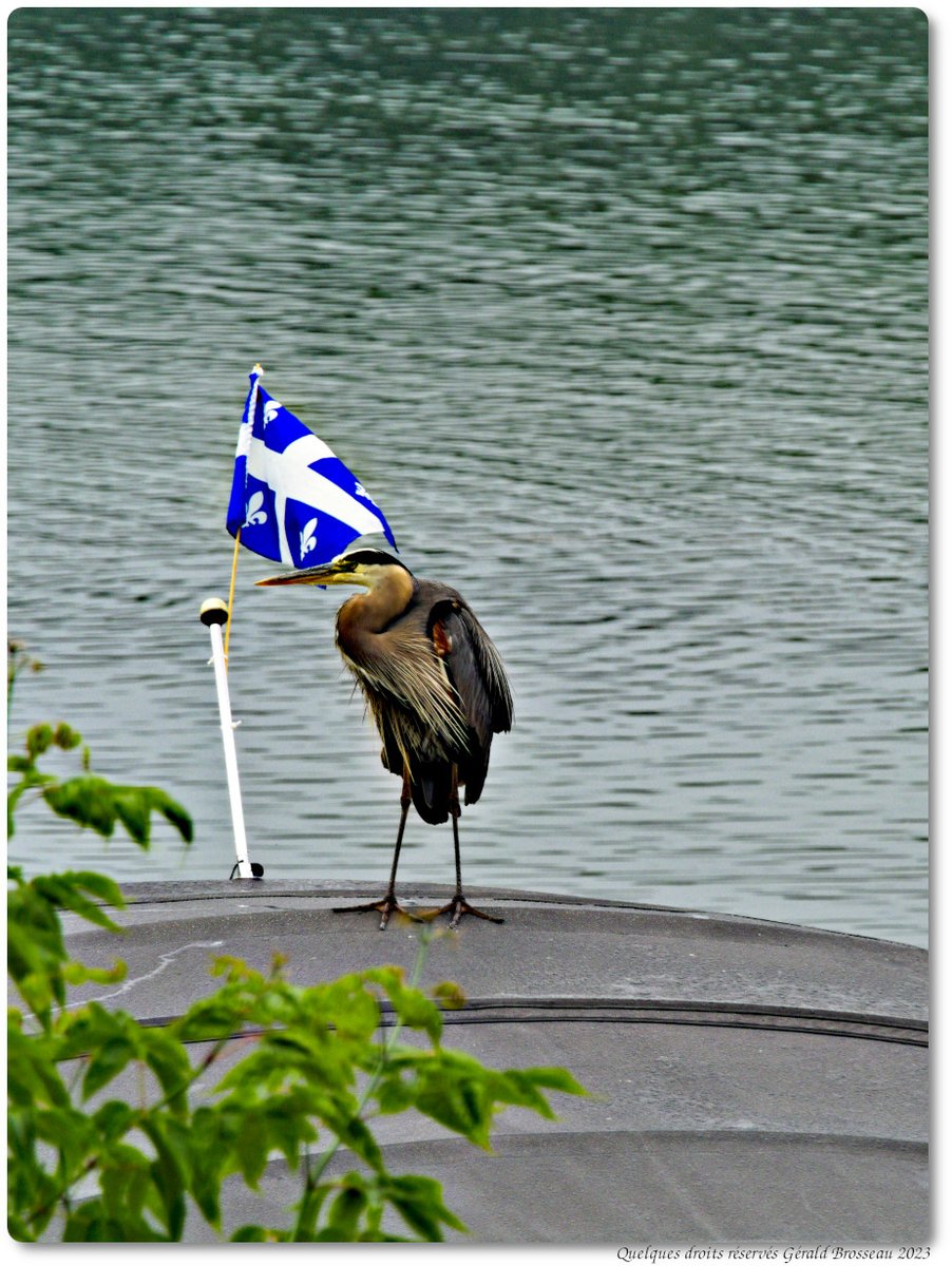 Gerald Brosseau tweet media