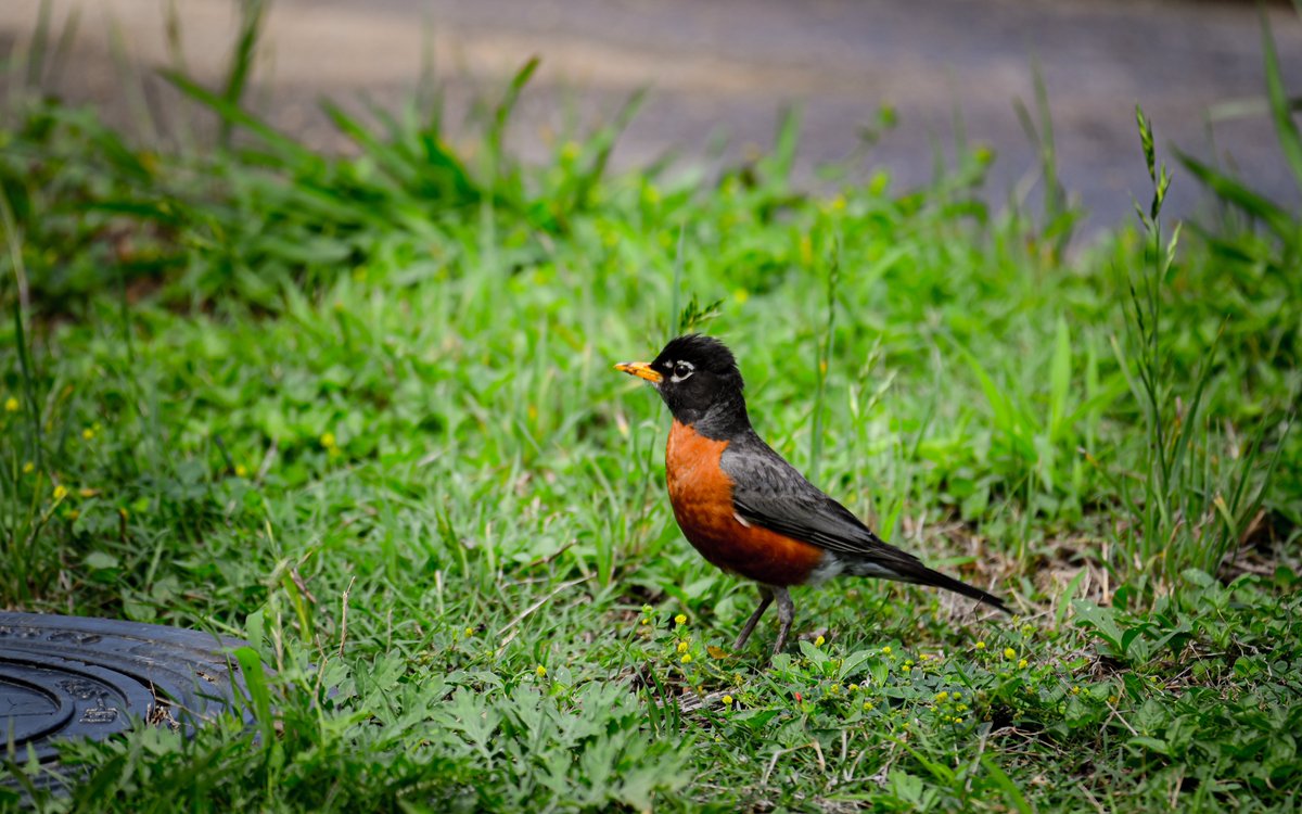 Marooned manhole. 

#favoritedinosaurstudios #bird #robin #red #redbreast #redrobin #scarlet  #marooned #manhole #nature #wildlife #birdwatching #wildlifephotography #birding #backyardbirds #planetbirds #birdingphotography #urbanwildlife #urbanjungle #urbannature