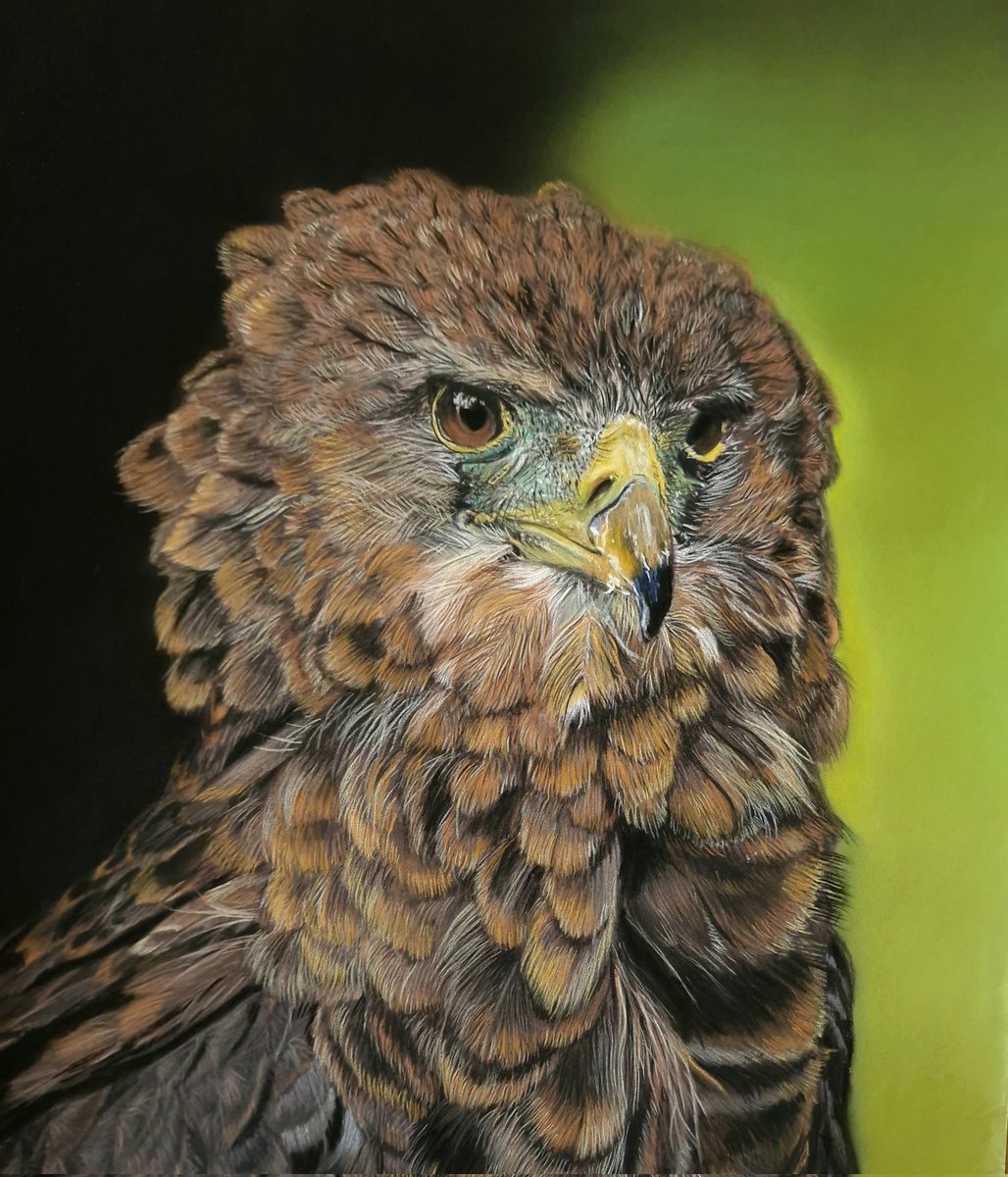 Bateleur Eagle done...it's a young one, hope in the future will be able to draw an adult.Pastels on pastelmat 40x33cm.Wish you all lovely day🪶
#birdart #animalartist #wildlifeart #eildlifeartist #pastelartwork #birdsofpray