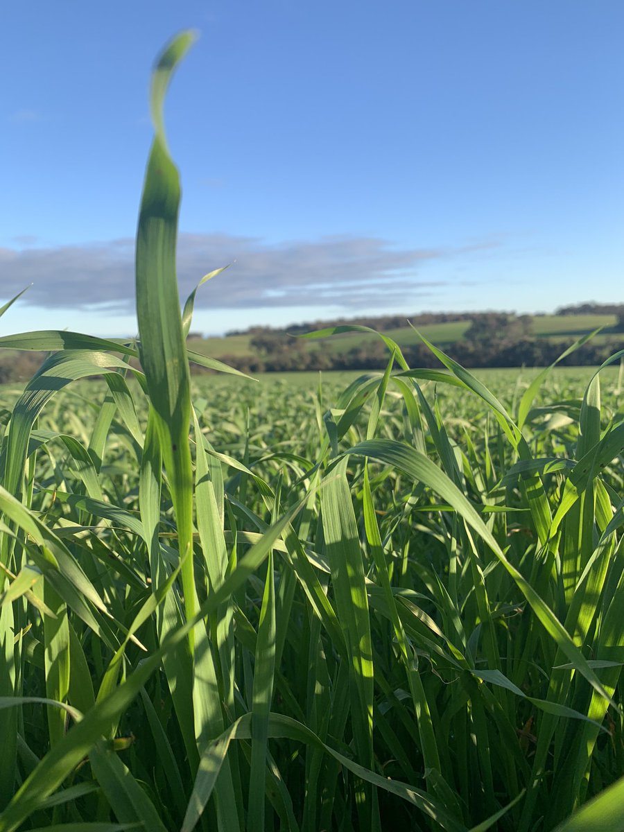 GregSounness's tweet image. A bit of Vitamin D ☀️ not a bad tonic