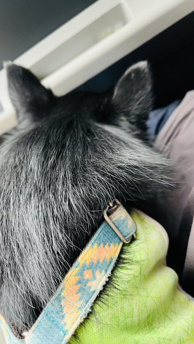 立ち耳の犬の耳の間に顎を置いておくとなんと耳でペチペチしてもらえるんですねぇ… 