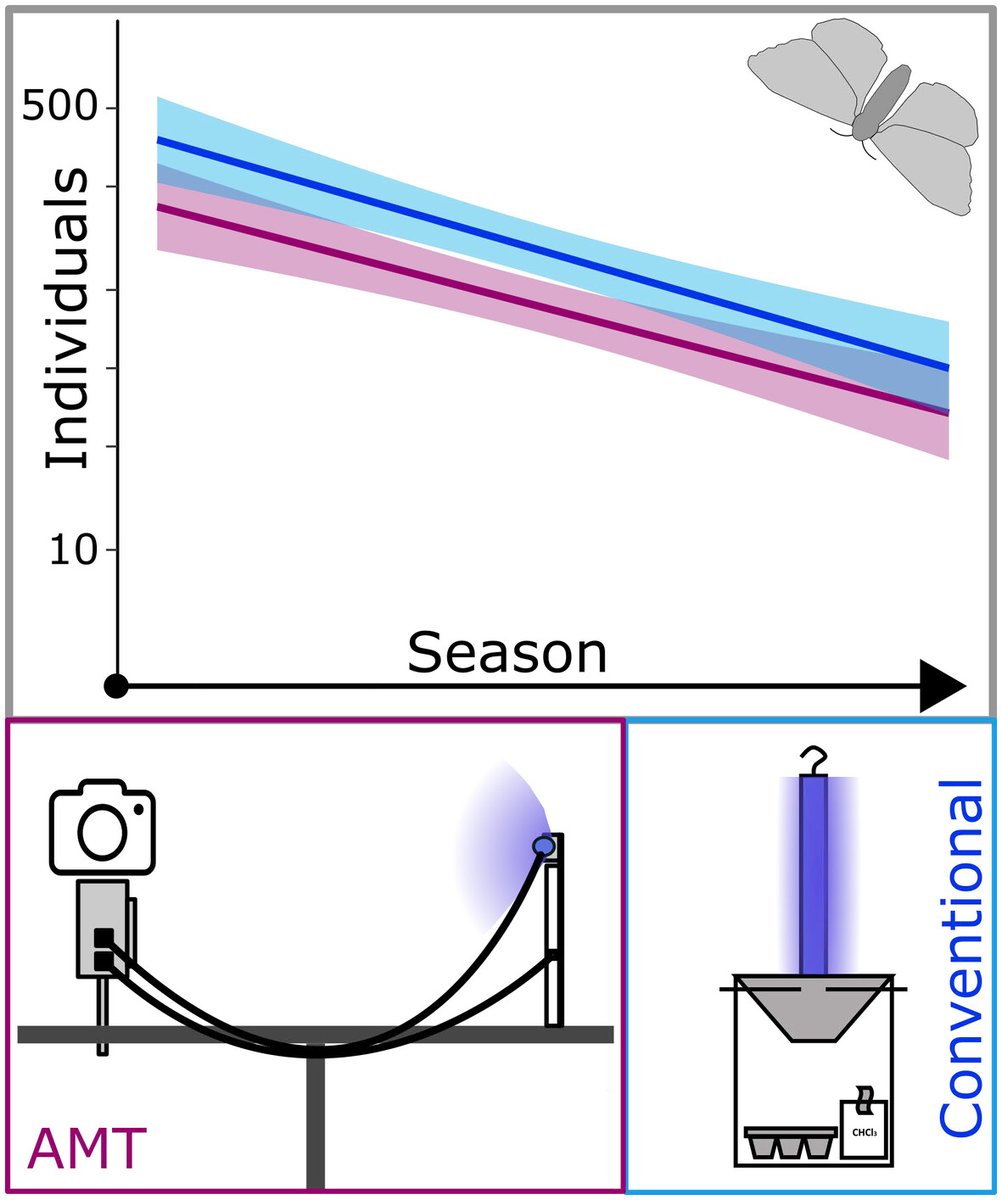 Towards reliable estimates of abundance trends using automated non-lethal moth traps: doi.org/10.1111/icad.1…
#OpenAccess #Biodiversity #Lepidoptera  #Moths #InsectMonitoring