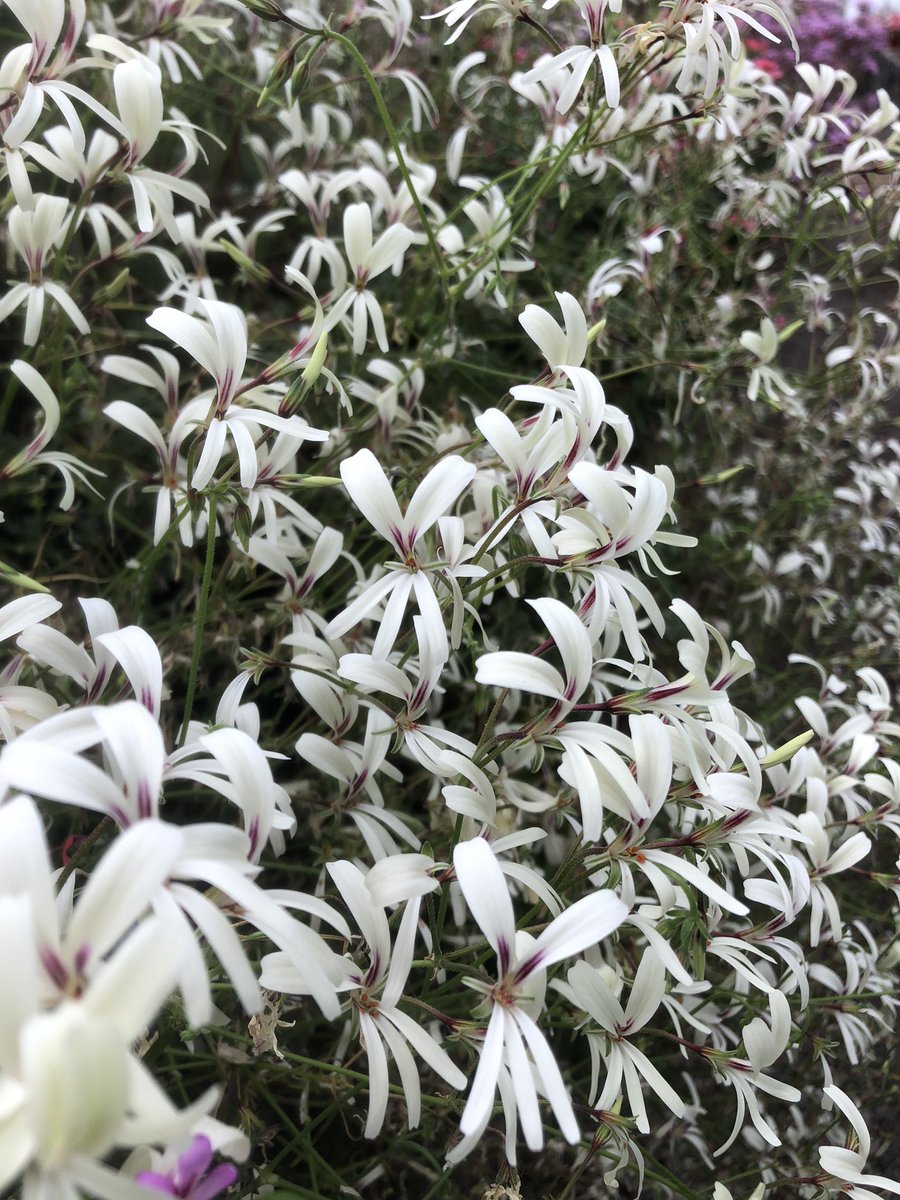 Heather_GKey's tweet image. Species Pellie trifidum…. Before I chop all the flowers off to prep for prop. 😭