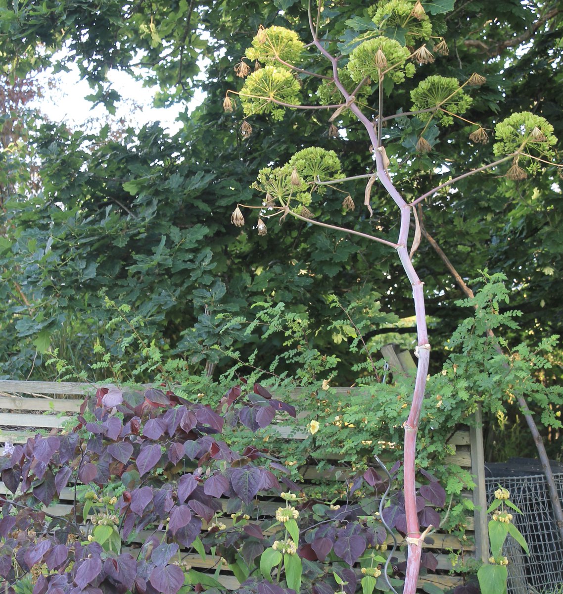 Giant Fennel setting seed. Need to be careful or the garden will become a forest. #giantplants #selfseeders.