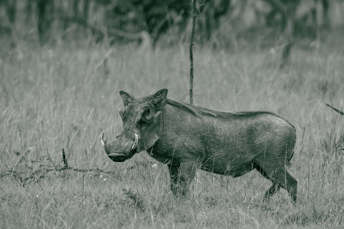bownaankamal's tweet photo. Beautiful Gallery from Kenya
.
.
#nationalgeographic #nature_sultans #mynikkor #kenya #wildlifephotography #animalplanet #nature_perfection #bownaankamal #jawsafrica #nature_brilliance #nikon #discovery #jaws_wildlife #naturelovers #nikonnofilter #pawstrails #discovernature #featured_wildlife #africanwildlife #animalphoto #discoverearth