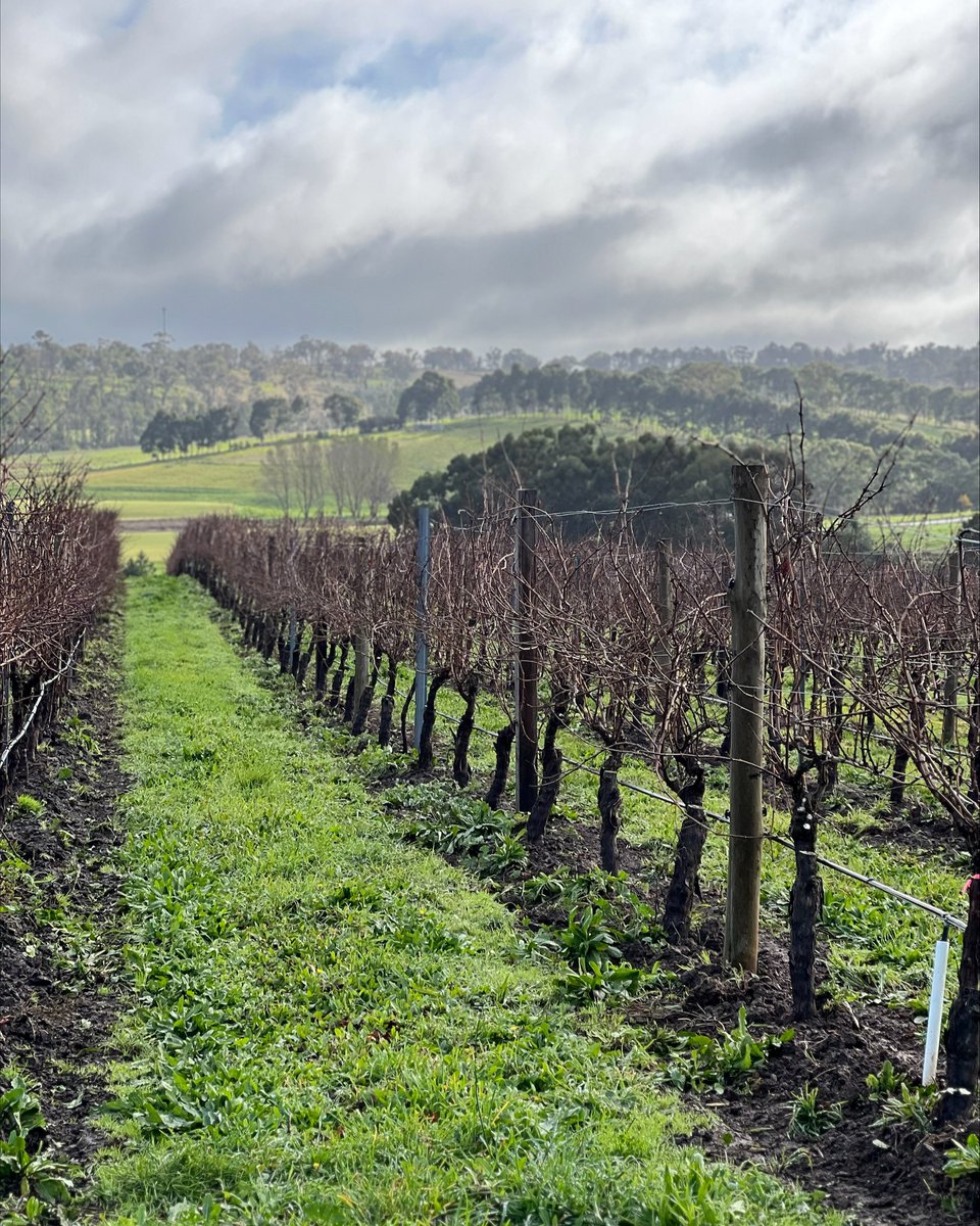 Winter days are weaving their magic up here. Helped along by an excellent dump of rain thus far for 2023! 📷 with thanks @birdinhandwine @susienugent #winterdays #wintertime #adelaidehillswine #adelaidehills #vineyardviews #visitadelaidehills #seesouthaustralia