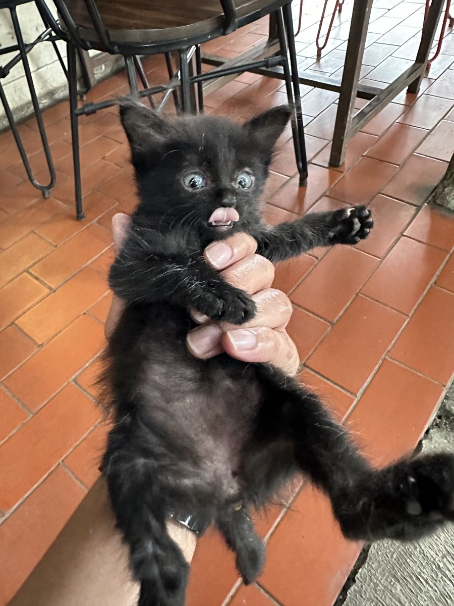 Widino's tweet photo. Segitu banyaknya coffee shop di Bandung, baru kali ini nemuin yg paling homey. Adeeemm bgt, kek berasa di rumah nenek, rumah tua yg halamannya luas, ada pohon buahnya, pelihara kucing juga, dan wow sedia menu artisan tea loh.

Ini baru namanya hidden gem ☕️ https://t.co/uQZDgbp5G5