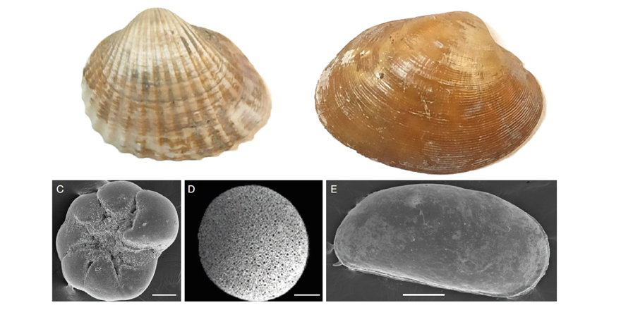 Publi_MNHN's tweet photo. [#Palevol] Late Holocene filling of the Canale di Imbocco (Portus, central Italy): a multidisciplinary palaeoenvironmental perspective

✒️ Manuel ABAD et al.
🔗 https://t.co/EIGS0O7y8o
#Sedimentology #fossilrecord #paleoenvironments #LateHolocene #imperialRome #FossilFriday https://t.co/3HJyJF04ez