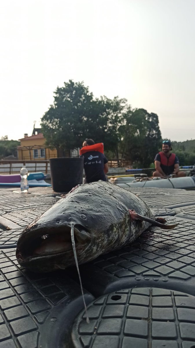 FishInvasionLab's tweet image. After a long week of catfish #silurusglanis sampling in Belver reservoir #megapredator, with severe heat (&amp;gt;38°C), several operational problems and being FB “trolled” by some (but few) anglers, it is time to remember why we are working with invasive fishes! @MARE_centre  1/7