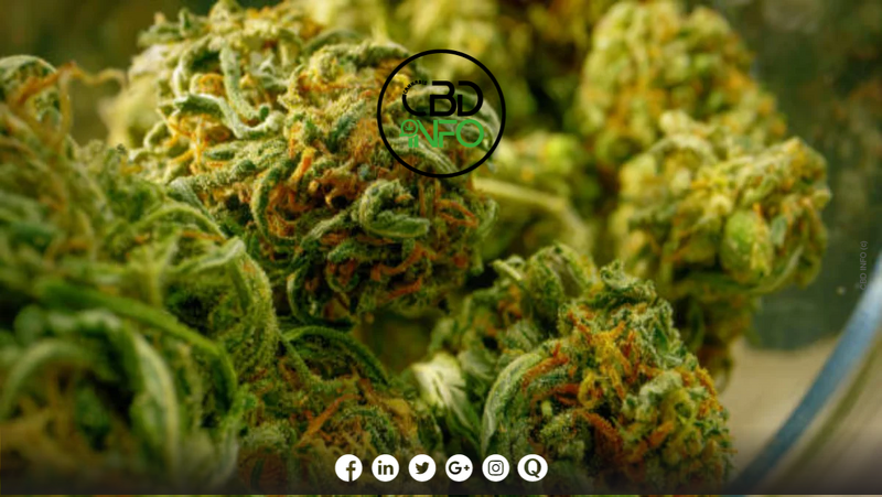 CannabisCBDInf1's tweet photo. Plongez dans l'univers de la consommation de fleurs de CBD
#CBDInfo #cuisinerfleurdeCBD #fleursdecbd #fumerfleurdeCBD #infusionfleurCBD #ingestionfleurCBD #vaporisationfelurdeCBD
https://t.co/pVFYByk3Ml https://t.co/OPHtWSQzCT