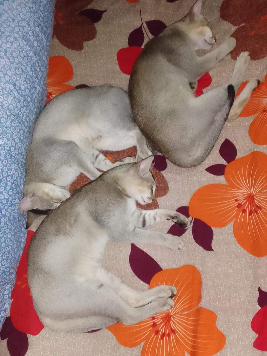 असार १५ को रोपाइँ जात्राले थकाएर आराम गरि रहेका बाउसेहरु।