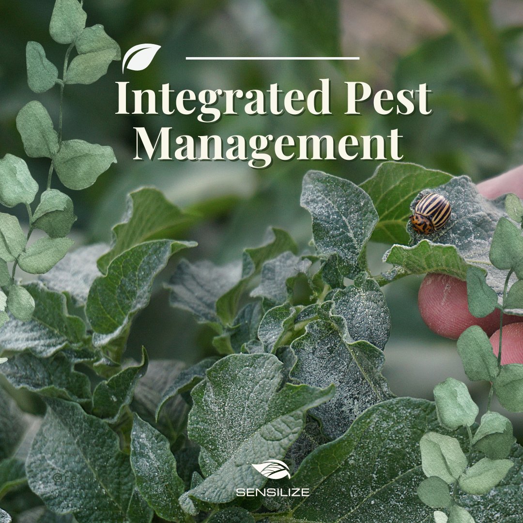 sensilize's tweet image. Integrated Pest Management is a holistic approach to pest control that aims to balance pest management with environmental protection.

Visit our LinkedIn page to read more: bit.ly/46wVP5s

#IntegratedPestManagement #IPM #SustainableAgriculture