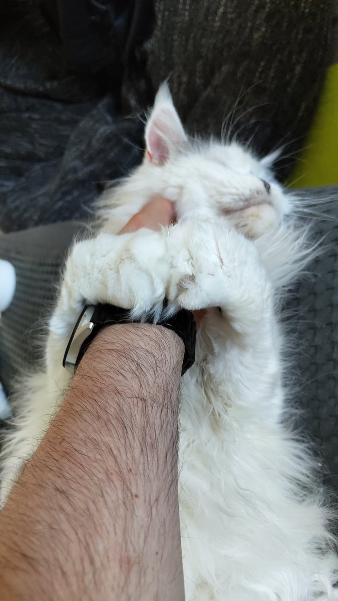 HiImBerryBuh's tweet photo. Ich versuche doch nur meinen Büroshit zu machen 🤣
#RandomCatContent https://t.co/Zw1Ql3zLZo