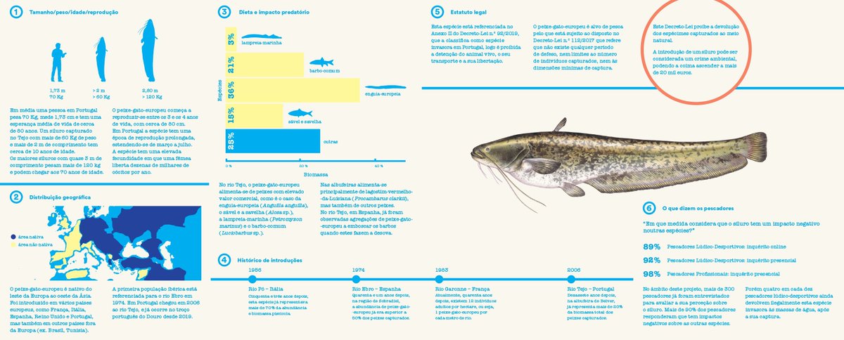 FishInvasionLab's tweet image. We here to continue our work on #megapredator! Check out our leaflet (sorry in Portuguese only)! Our #megapredator project is supported by FCT and lead by @MARE_centre  @FC_UL , with @CE3CResearch  and #ESAS from @IPSantarem