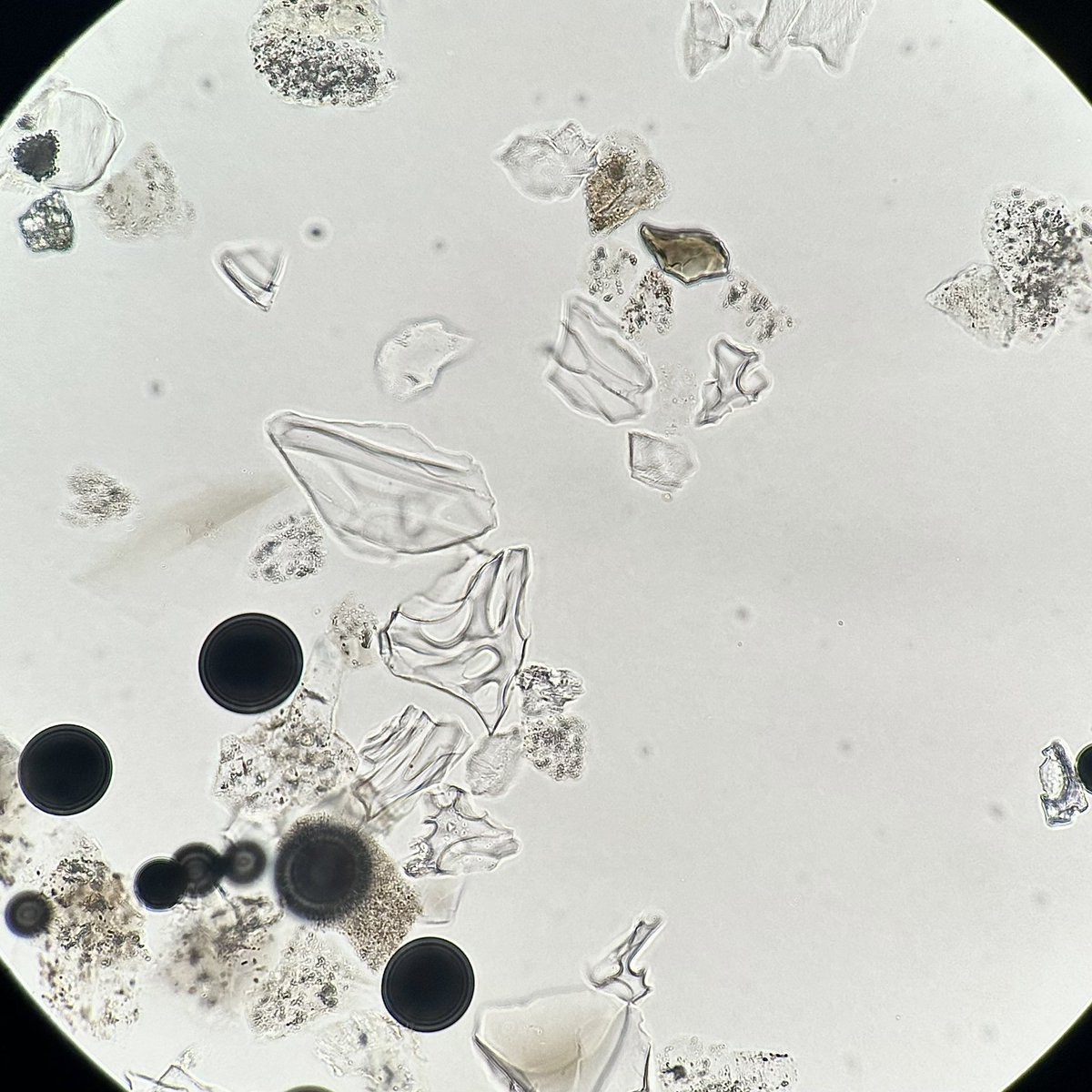 Had a cheeky quick scan of some point samples I did a few weeks ago and came across some of these beauties!
How many tephra shards can you find? 👀
#PhD #tephra <a href="/RHULGeography/">RHULGeography</a>