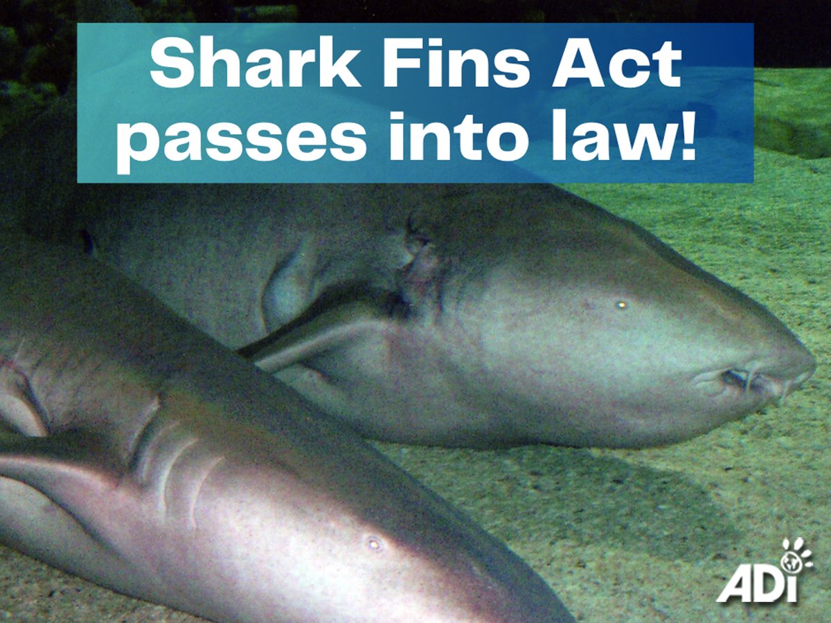 VICTORY! The Shark Fins Act, banning import and export of #sharkfins and shark fin products, has received Royal Assent in the UK. #Sharkfinning is the brutal practice of slicing off their fins while still alive and dumping the mutilated animals into the sea to die. #SharkFinsBill