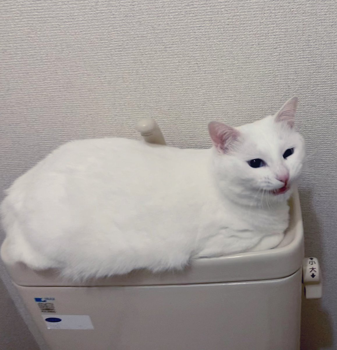 りんくすていっぷ tweet media